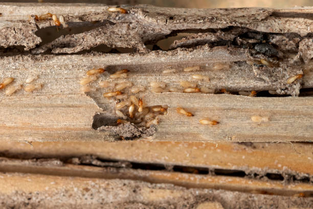 Spider Control Near Me in Sparta, MO
